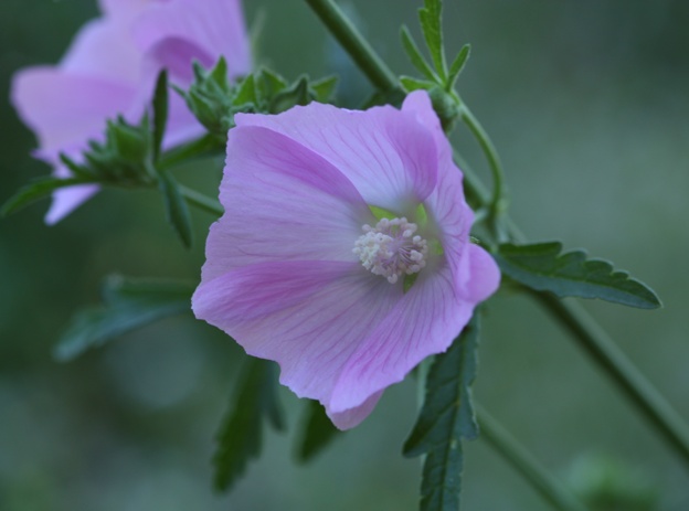 Malva alcea