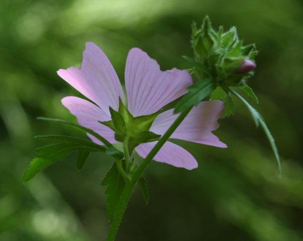 Malva alcea