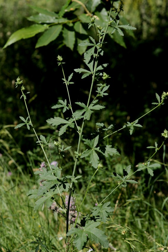 Malva alcea