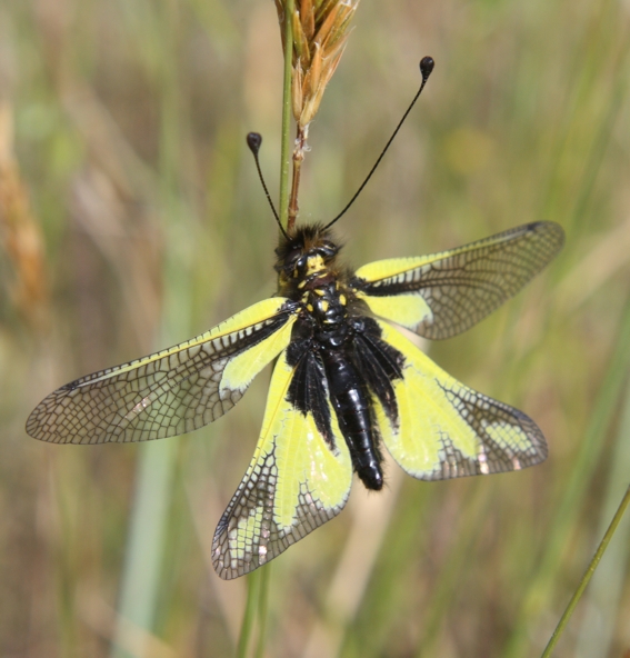 Libelloides coccajus