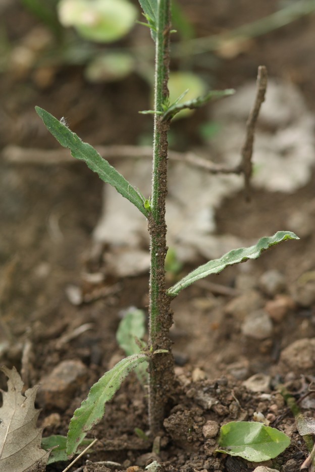 Campanula rapunculus