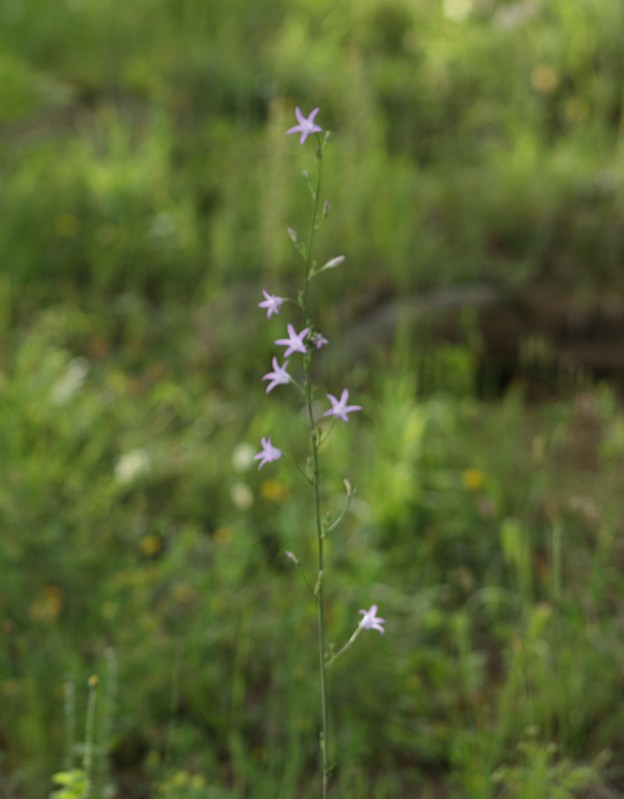Campanula rapunculus