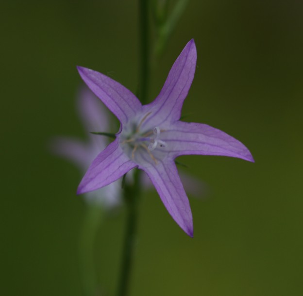 Campanula rapunculus