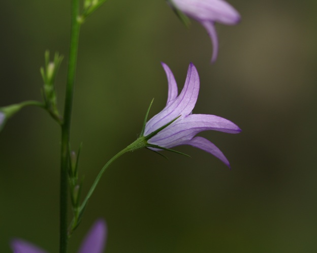 Campanula rapunculus