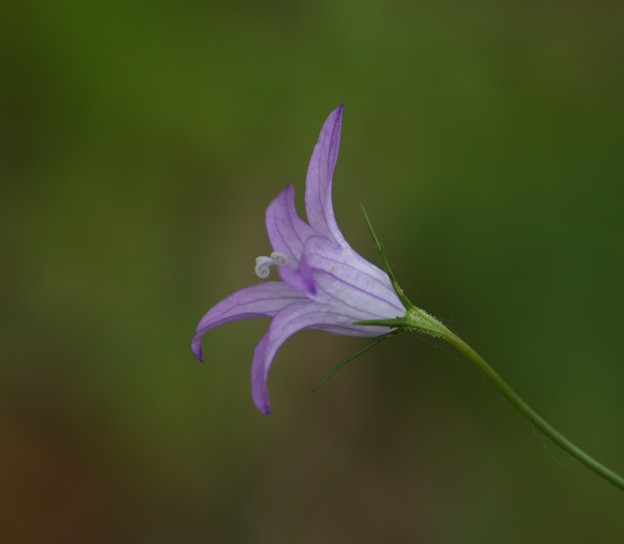 Campanula rapunculus