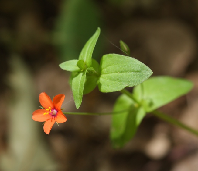 Caryophyllacea -  Anagallis arvensis