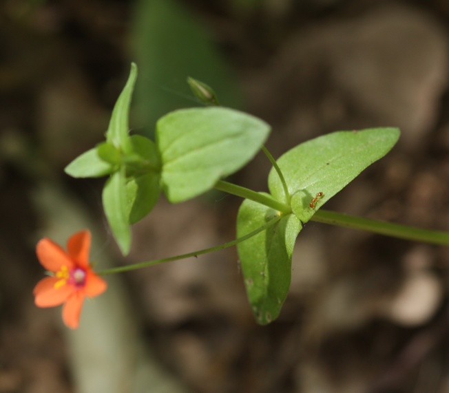 Caryophyllacea -  Anagallis arvensis
