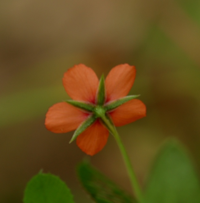 Caryophyllacea -  Anagallis arvensis