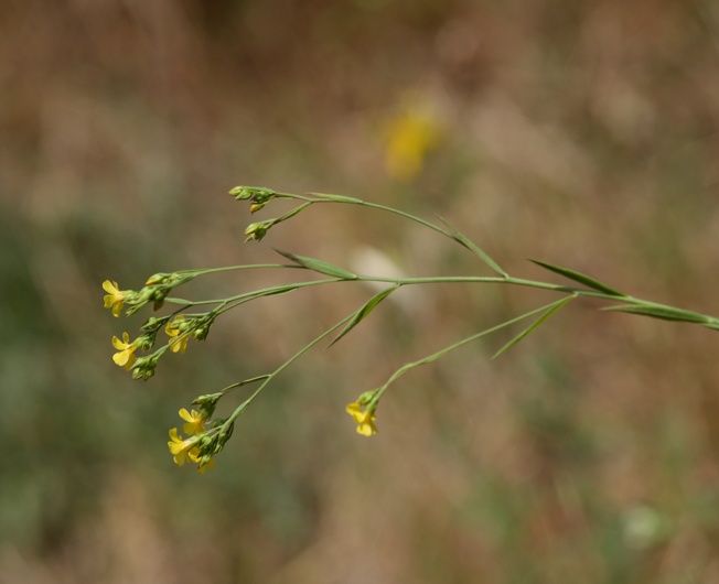 Linum trigynum