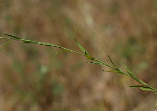 Linum trigynum