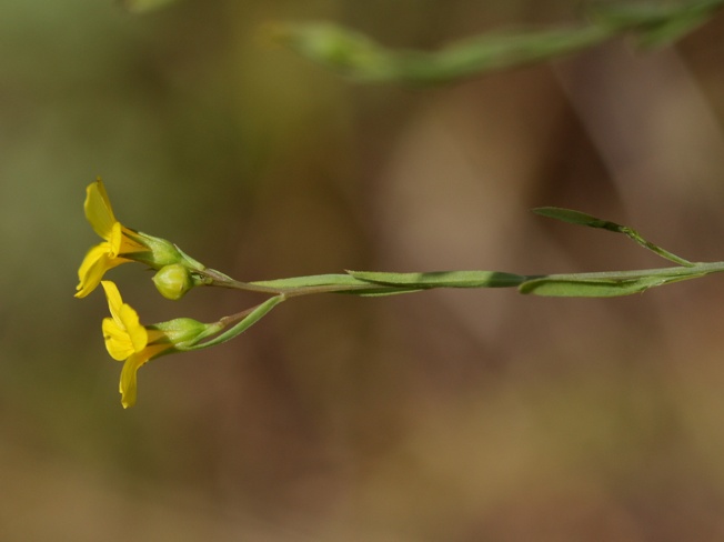 Linum trigynum
