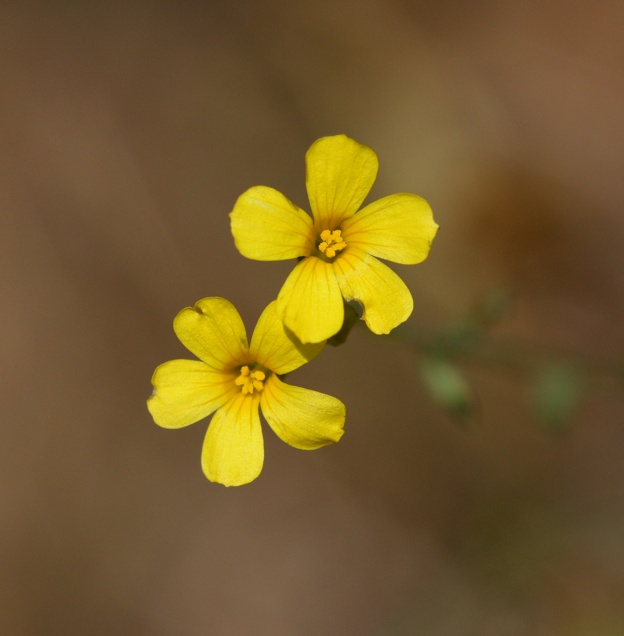 Linum trigynum