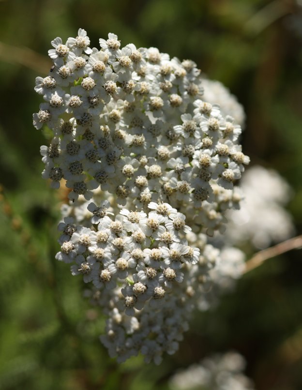 Achillea millefolium?