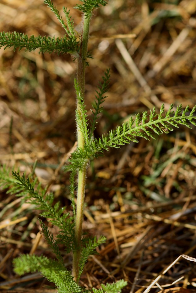 Achillea millefolium?