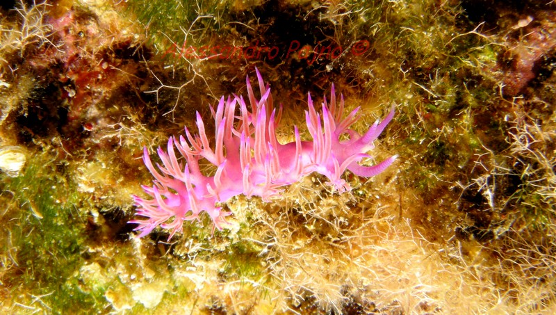 Flabellina affinis