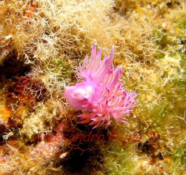 Flabellina affinis