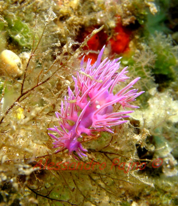 Flabellina affinis