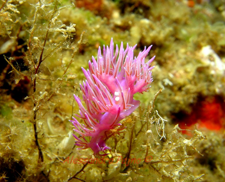 Flabellina affinis