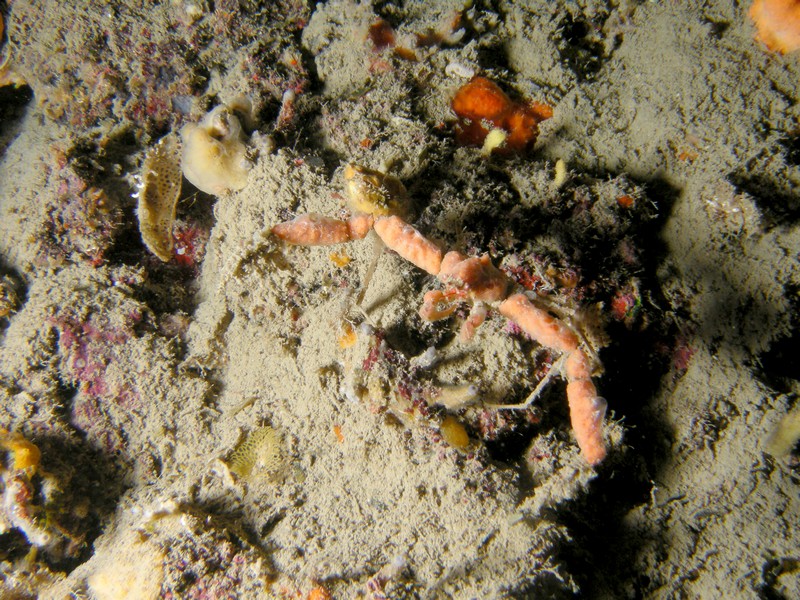 Inachus sp.