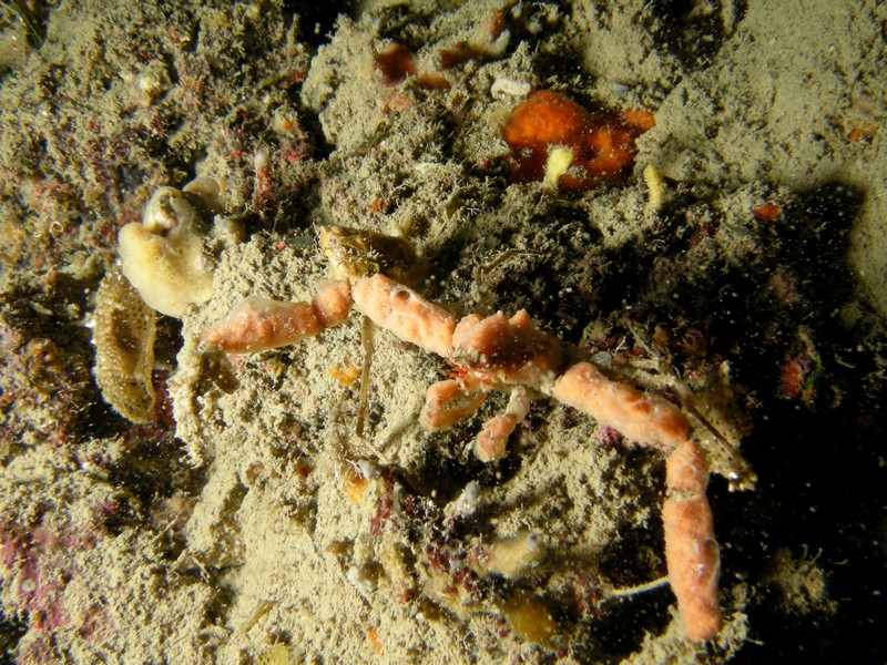 Inachus sp.