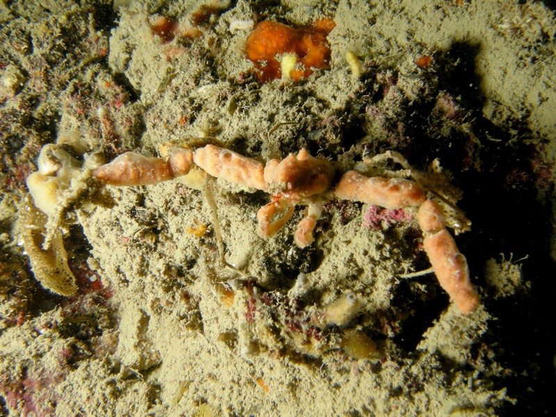 Inachus sp.