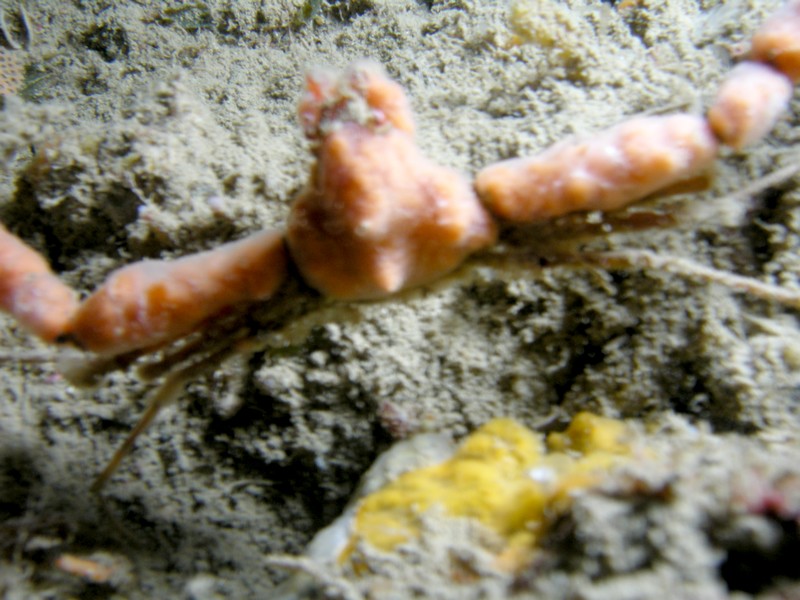 Inachus sp.