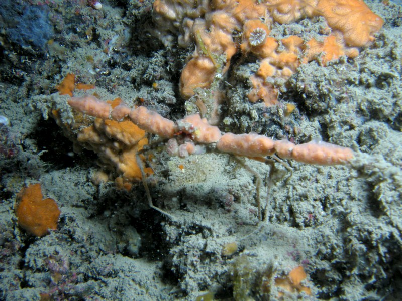 Inachus sp.