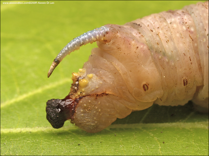 Ancora bruco di sfingidae del tiglio