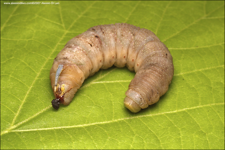 Ancora bruco di sfingidae del tiglio