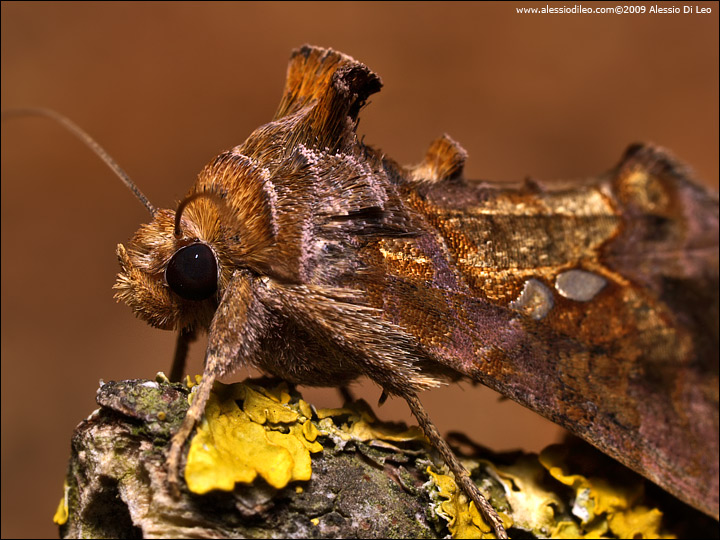 Chrysodeixis chalcktes ?