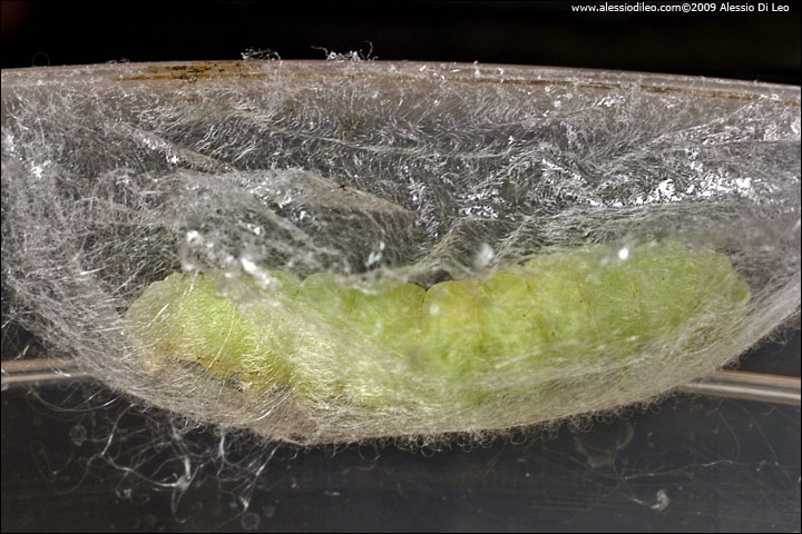 Chrysodeixis chalcktes ?