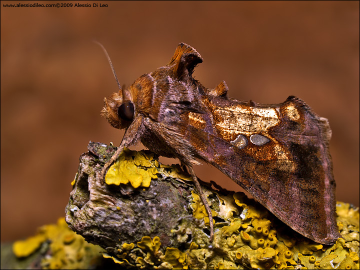 Chrysodeixis chalcktes ?