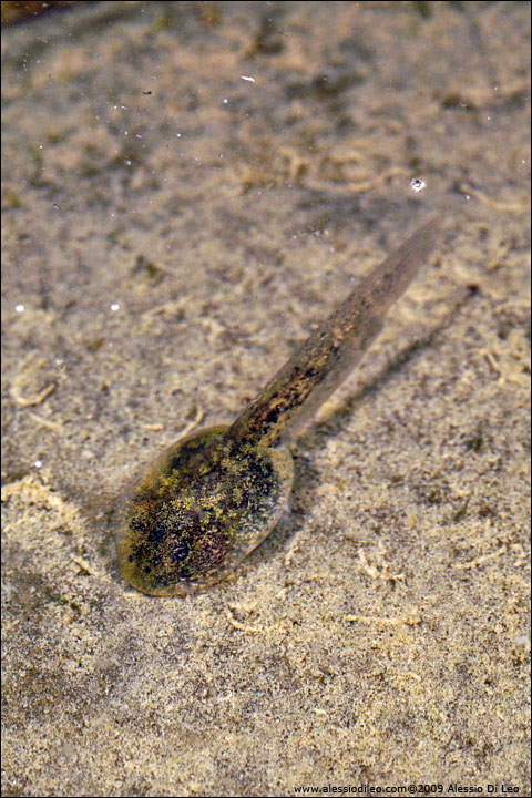 Uova di ululone - Bombina pachypus