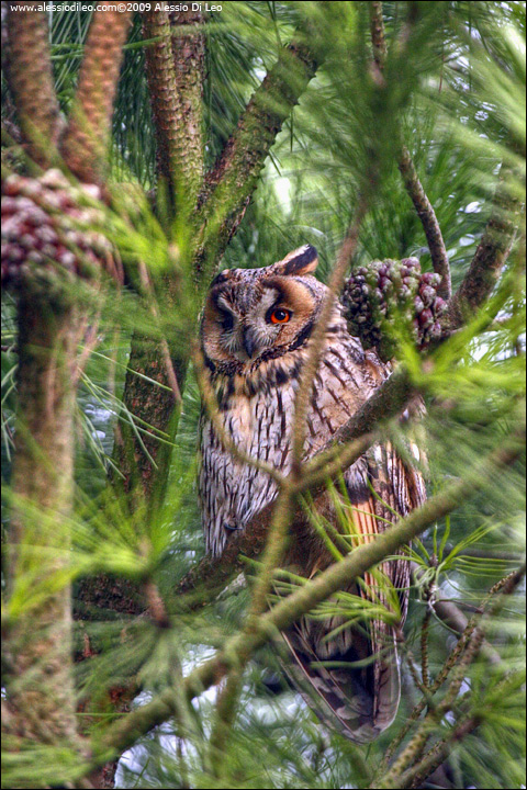 Roost gufi in pericolo ad Ostellato (Fe)