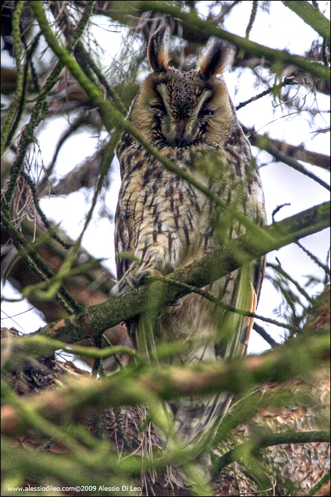 Roost gufi in pericolo ad Ostellato (Fe)