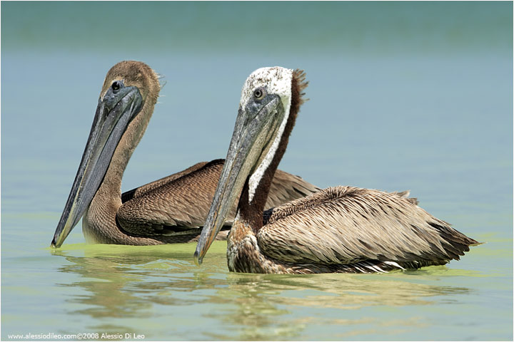 Isla Holbox