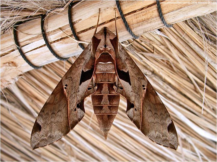 Isla Holbox