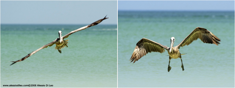 Isla Holbox