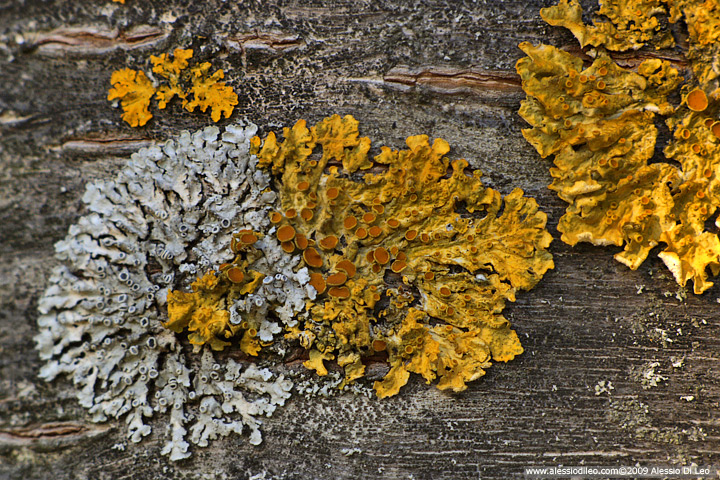 Licheni: Xanthoria e ...