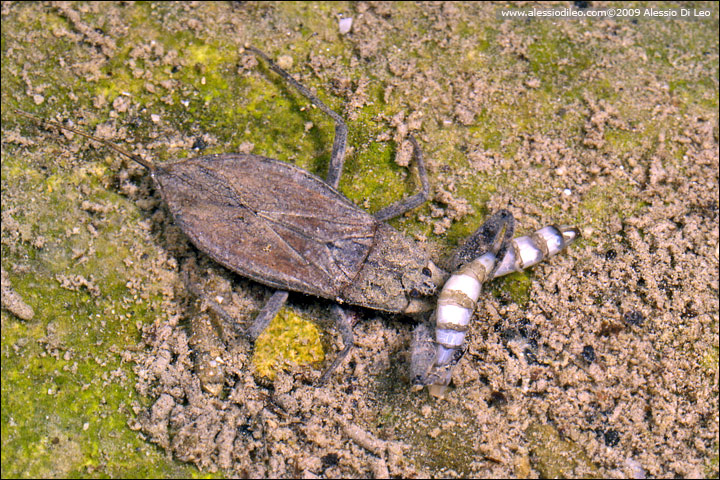 Scorpione d''acqua - Nepa cinerea