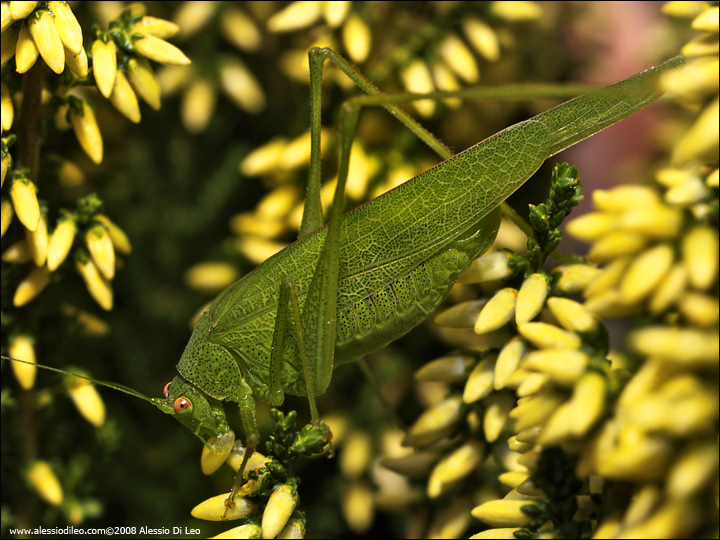 Phaneroptera nana su pianta d''erica