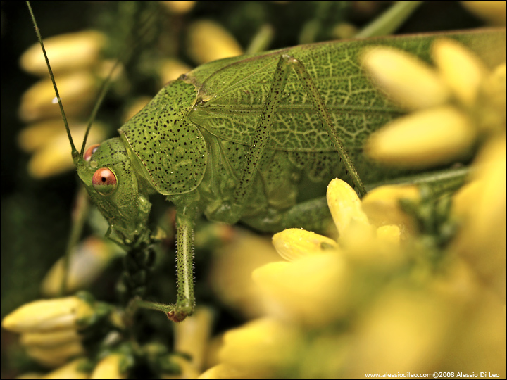 Phaneroptera nana su pianta d''erica