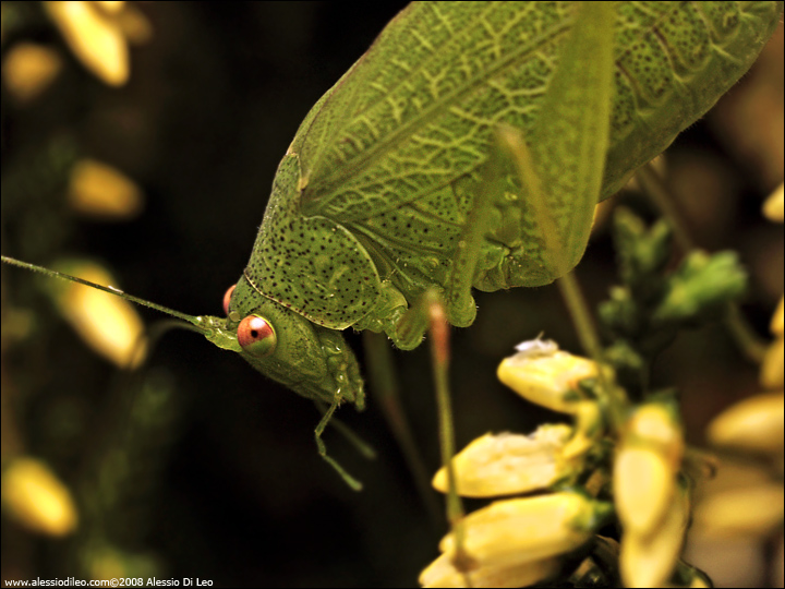 Phaneroptera nana su pianta d''erica
