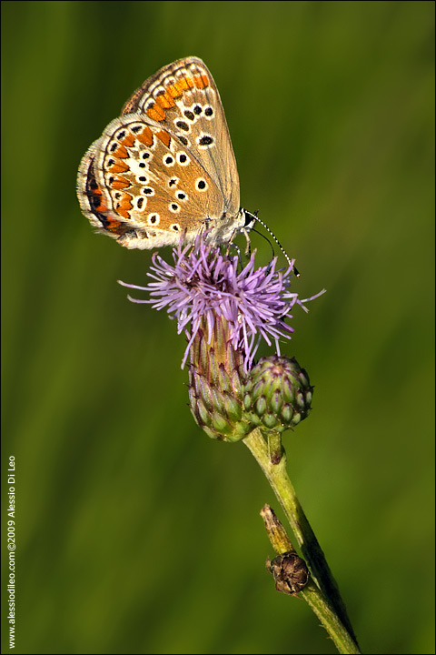 Poliommatus icarus ? - Aricia  agestis