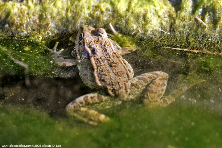 Rana verde - Pelophylax sp. (alloctona?) Forl