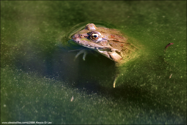 Rana verde - Pelophylax sp. (alloctona?) Forl