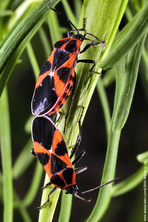 Lygaeidae: Tropidothorax leucopterus in accoppiamento