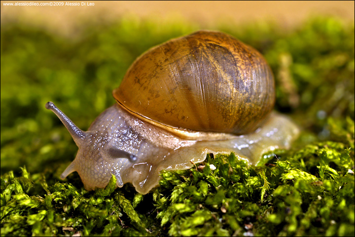 Trovatella da identificare