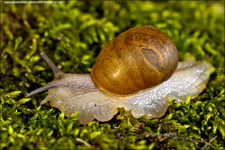 Trovatella da identificare