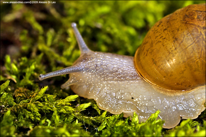 Trovatella da identificare